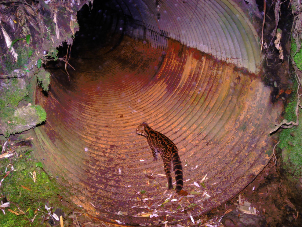 Oncilla using culvert